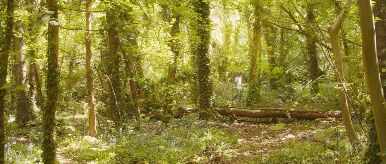 Video filmed in beautiful forest